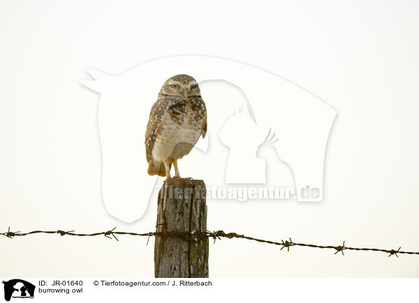Kanincheneule / burrowing owl / JR-01640