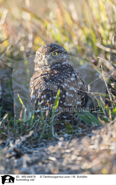burrowing owl / WS-06879