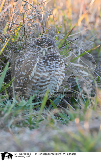 burrowing owl / WS-06883
