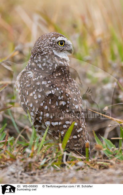 burrowing owl / WS-06890