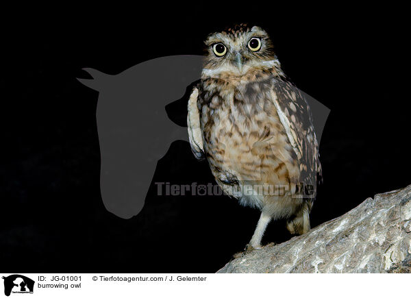 burrowing owl / JG-01001
