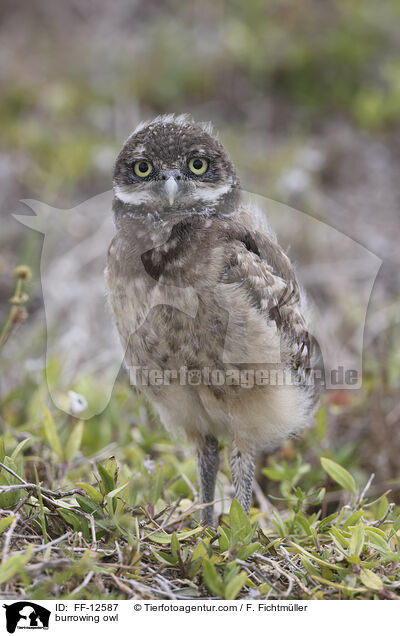 burrowing owl / FF-12587