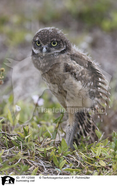 Kaninchenkauz / burrowing owl / FF-12588