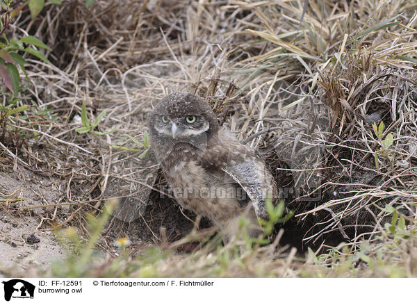 Kaninchenkauz / burrowing owl / FF-12591