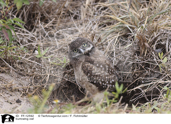 Kaninchenkauz / burrowing owl / FF-12592