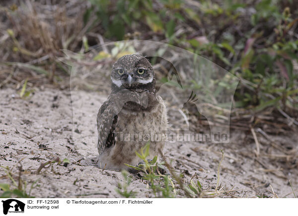 Kaninchenkauz / burrowing owl / FF-12598