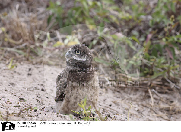 burrowing owl / FF-12599