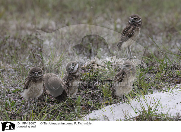Kaninchenkauz / burrowing owl / FF-12607