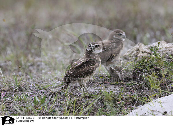 Kaninchenkauz / burrowing owl / FF-12608