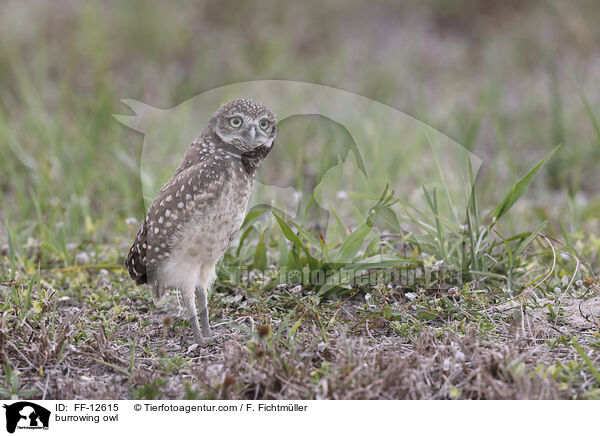 burrowing owl / FF-12615