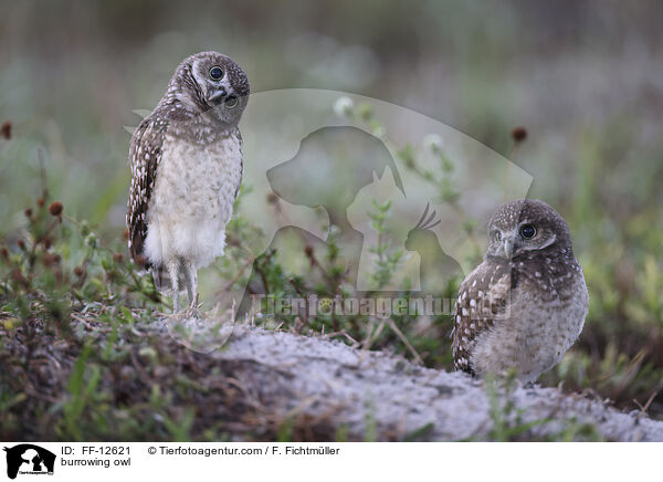 burrowing owl / FF-12621