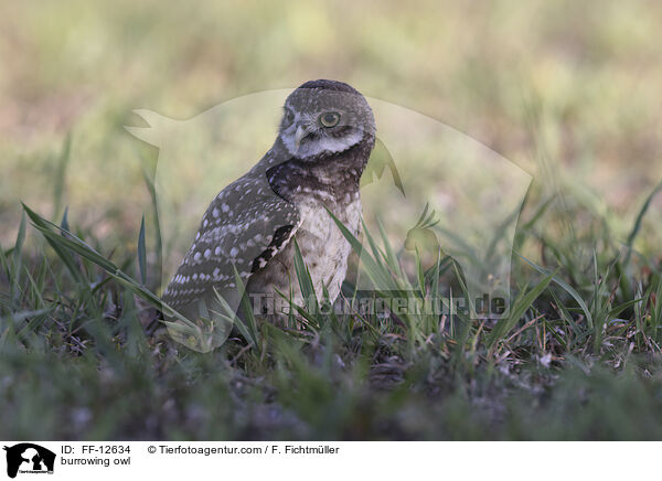 burrowing owl / FF-12634
