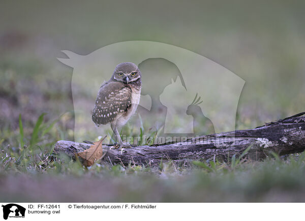 Kaninchenkauz / burrowing owl / FF-12641