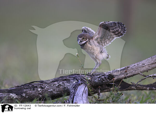 Kaninchenkauz / burrowing owl / FF-12643