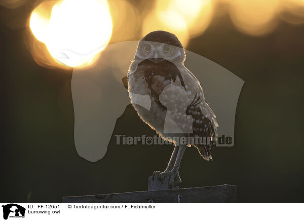 burrowing owl / FF-12651