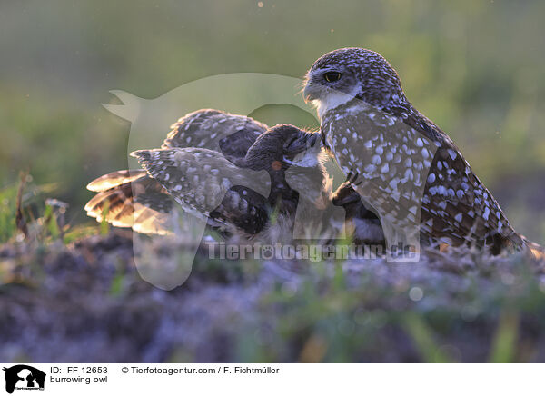 burrowing owl / FF-12653