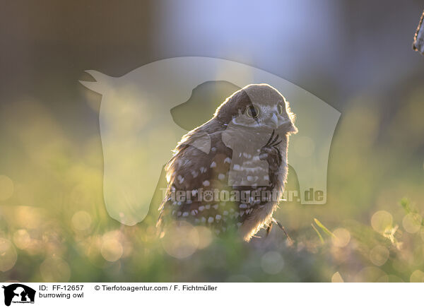 burrowing owl / FF-12657