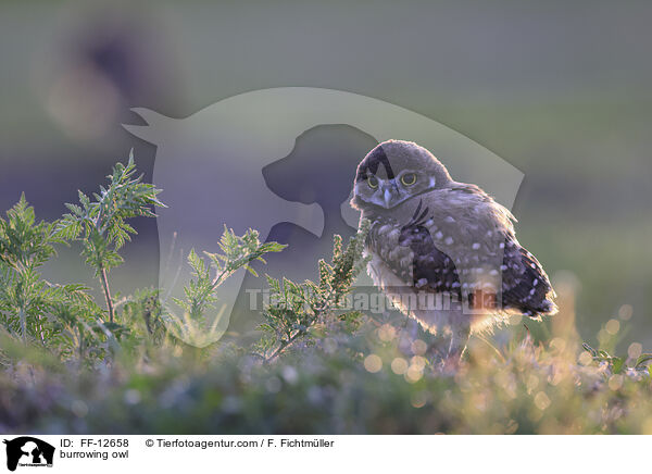 burrowing owl / FF-12658