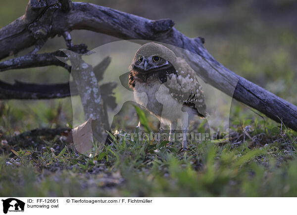 Kaninchenkauz / burrowing owl / FF-12661