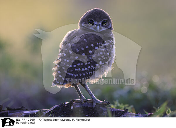 burrowing owl / FF-12665