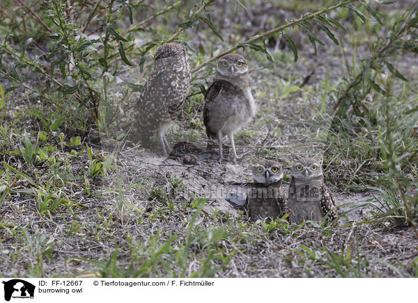 burrowing owl / FF-12667