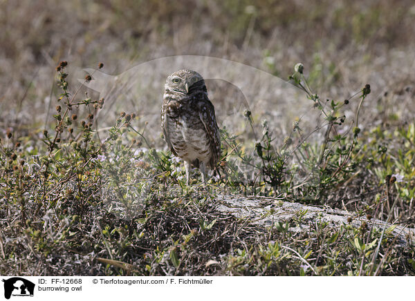 burrowing owl / FF-12668