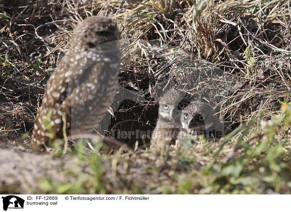 Kaninchenkauz / burrowing owl / FF-12669