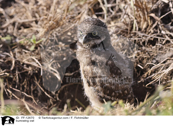 burrowing owl / FF-12670