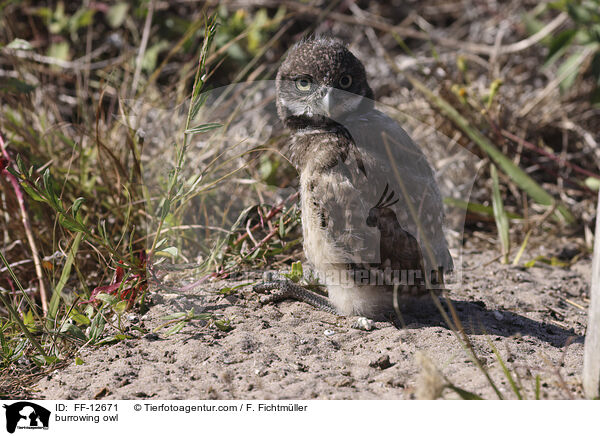 burrowing owl / FF-12671