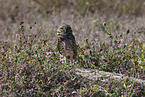 burrowing owl