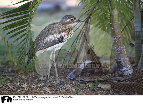 bush stone-curlew / FF-10929