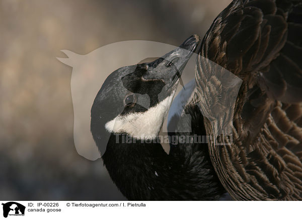 canada goose / IP-00226