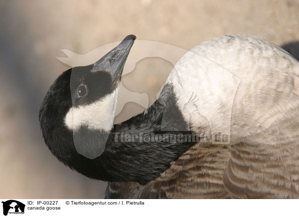 canada goose / IP-00227