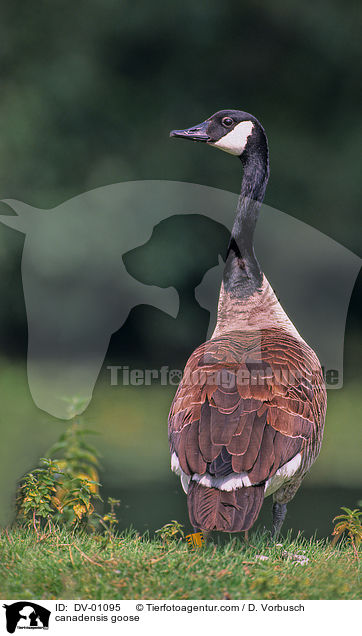 canadensis goose / DV-01095