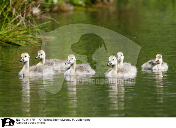 Kanadagans Kken / Canada goose chicks / FL-01175