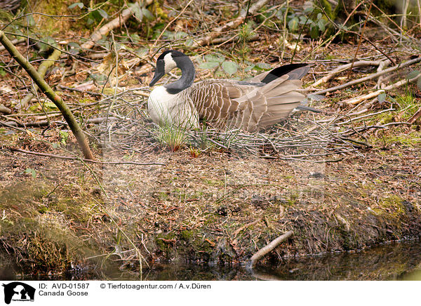 Kanadagans auf ihrem Nest / Canada Goose / AVD-01587