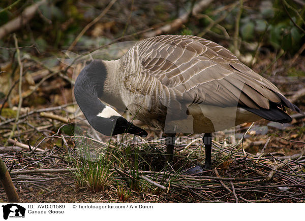 Kanadagans bei der Gefiederpflege am Nest / Canada Goose / AVD-01589