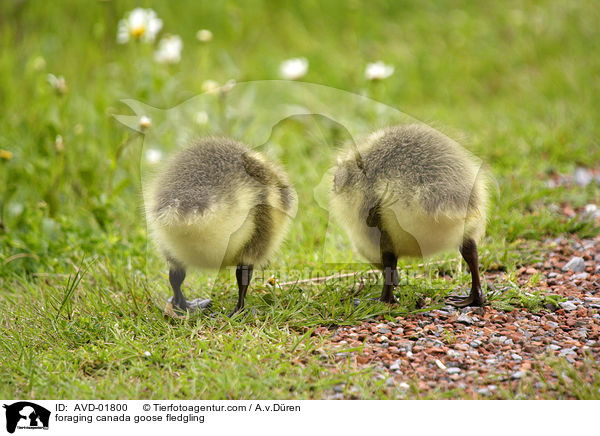 Kanadaganskken bei Nahrungssuche / foraging canada goose fledgling / AVD-01800