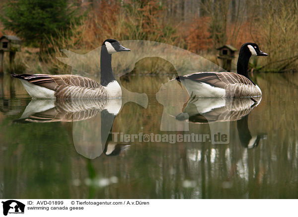 schwimmende Kanadagnse / swimming canada geese / AVD-01899