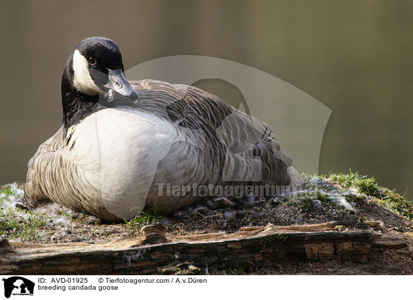 brtende Kanadagans / breeding candada goose / AVD-01925
