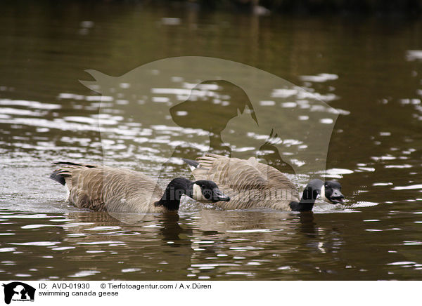 schwimmende Kanadagnse / swimming canada geese / AVD-01930
