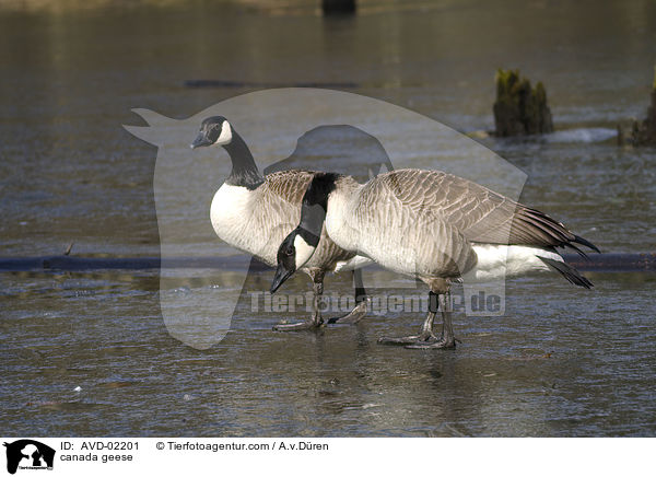 Kanadagnse / canada geese / AVD-02201