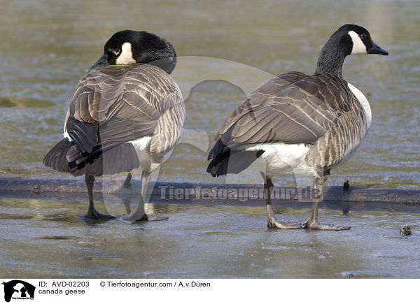 Kanadagnse / canada geese / AVD-02203