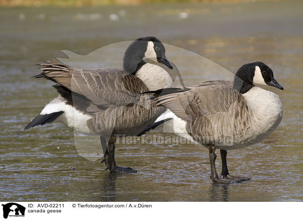 Kanadagnse / canada geese / AVD-02211