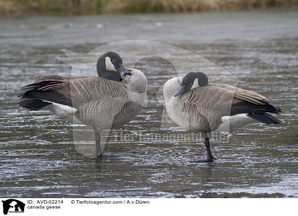 Kanadagnse / canada geese / AVD-02214