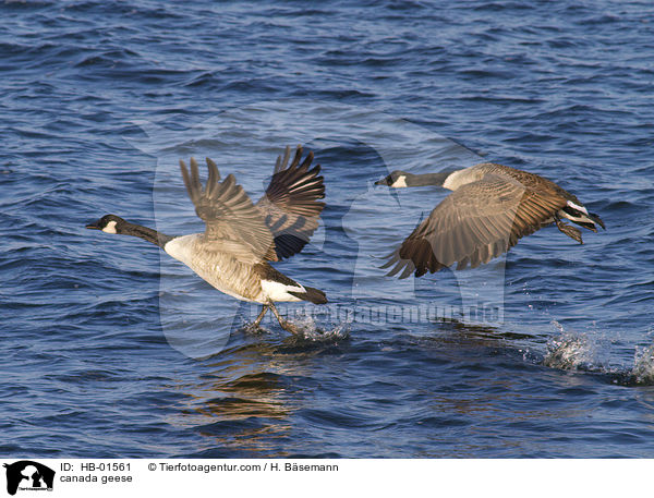Kanadagnse / canada geese / HB-01561