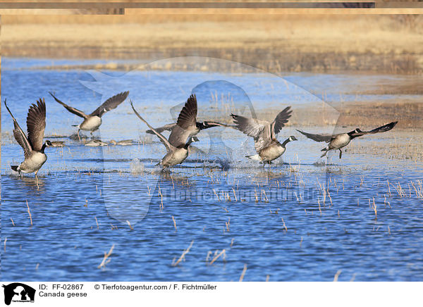 Kanadagnse / Canada geese / FF-02867