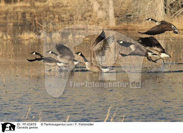 Kanadagnse / Canada geese / FF-02879