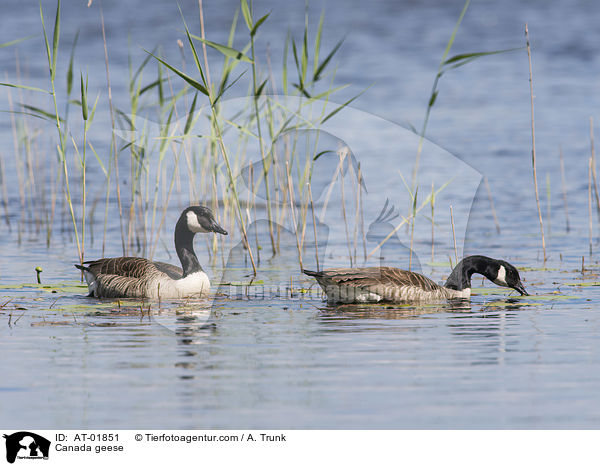 Kanadagnse / Canada geese / AT-01851