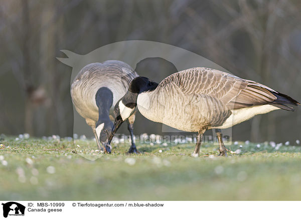 Kanadagnse / Canada geese / MBS-10999